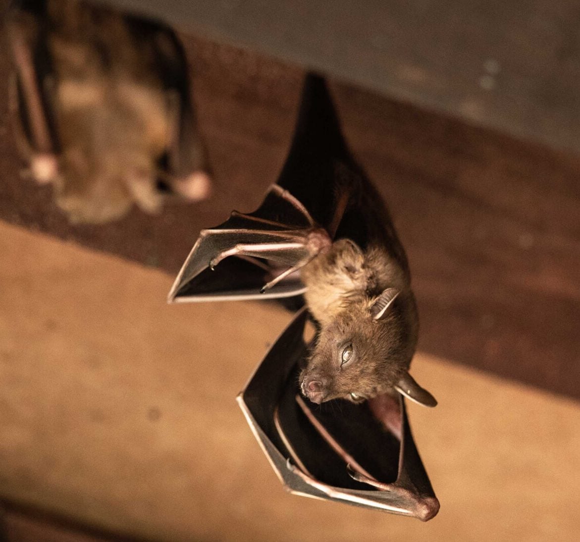 Expert bat removal services for a safe and humane solution in Shreveport