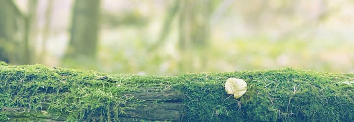 Humane Wildlife Control Experts in Shreveport